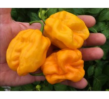 NuMex Suave Orange