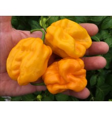 NuMex Suave Orange
