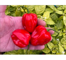 NuMex Suave Red