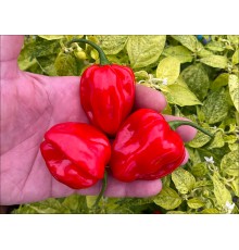 NuMex Suave Red