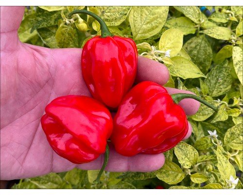 NuMex Suave Red