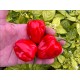 NuMex Suave Red