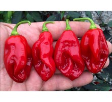 Datil Sweet