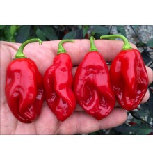 Datil Sweet