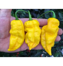 Funky Yellow