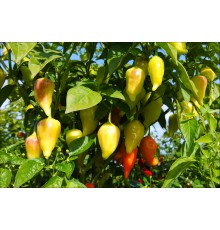 Peruviano Arancio