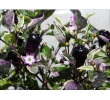 Scarlett Variegated