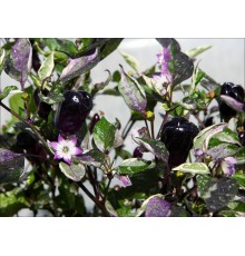 Scarlett Variegated