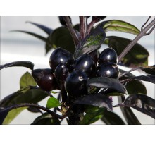 Black Pearl