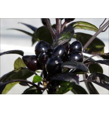 Black Pearl