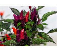 Malaysian Explosive Ember