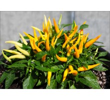 Medusa Yellow