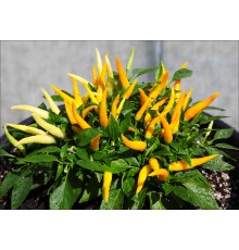 Medusa Yellow