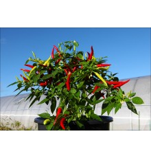 NuMex Cinco De Mayo