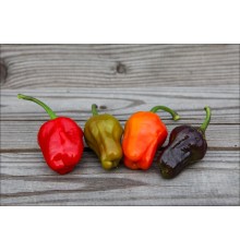 Black Scorpion Tongue