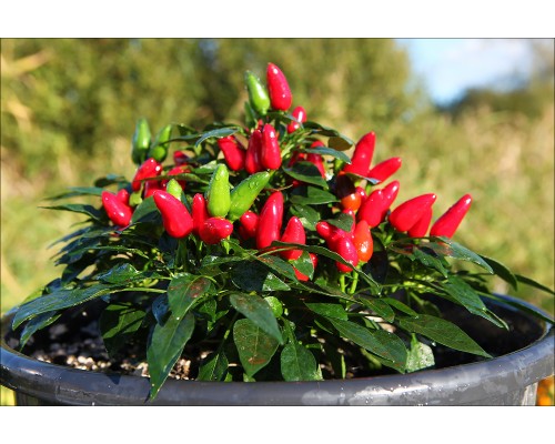 Salsa Red