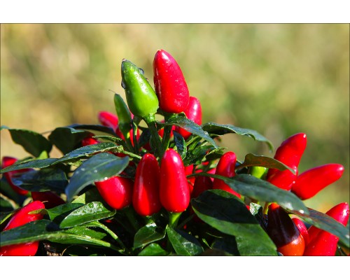 Salsa Red