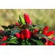 Salsa Red