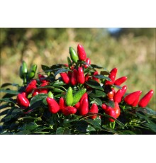 Salsa Red