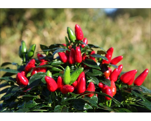Salsa Red