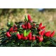 Salsa Red