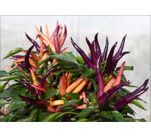 Maya Purple Passion