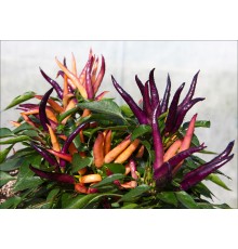Maya Purple Passion