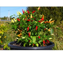 Basket of Fire