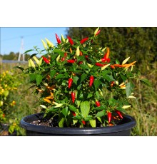Basket of Fire