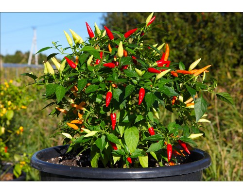 Basket of Fire