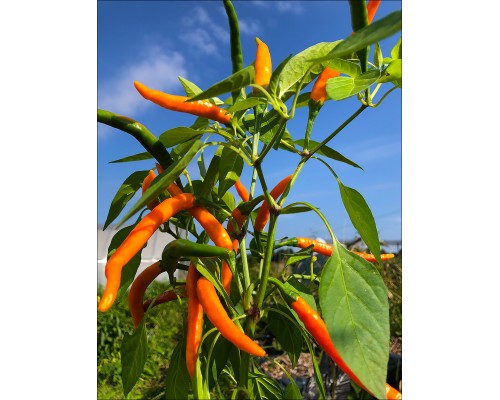 Orange Explosion