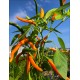 Orange Explosion