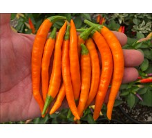 Orange Explosion