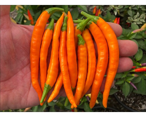 Orange Explosion