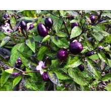 Pretty Purple