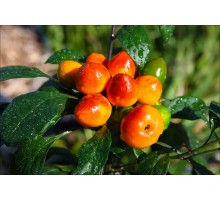 Costa Rican Orange