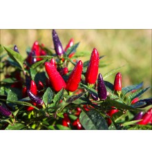 Acapulco Purple