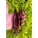 Thunder Cacho Brown