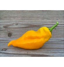 Monkey Face Yellow