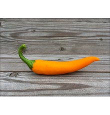 Bulgarian Carrot