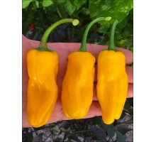 Pepperoncini Orange