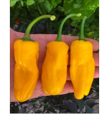 Pepperoncini Orange