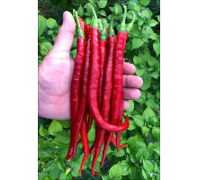Cayenne Joe's Long