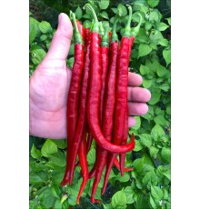 Cayenne Joe's Long