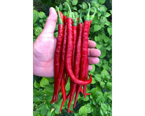 Cayenne Joe's Long