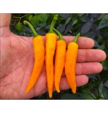 Agnetto Gold Thick