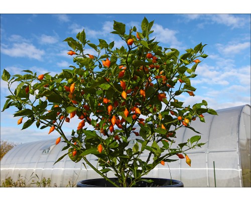 Cabacinha Laranja