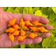Cabacinha Laranja