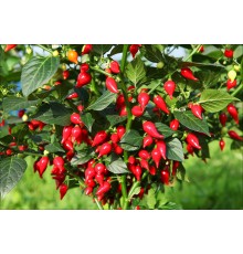 Biquinho Vermelho
