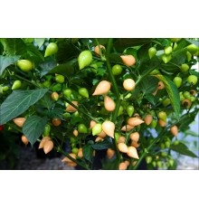 Biquinho Peach